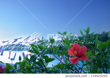 鯉魚彩帶和芙蓉花在藍天中游動 134929209