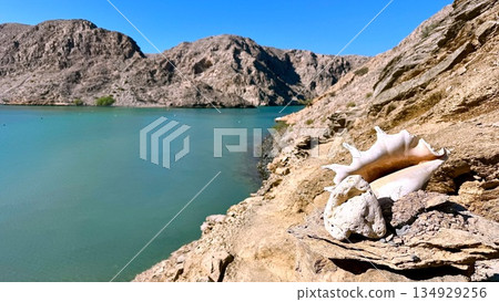 Seashells Resting On Sunlit Rocky Shore, Conch Shells And Textured Rock Surface With Tide Lines And Salt Crystals, Natural Specimen Ideal For Beachcombing Education And Souvenir Product Imagery 134929256
