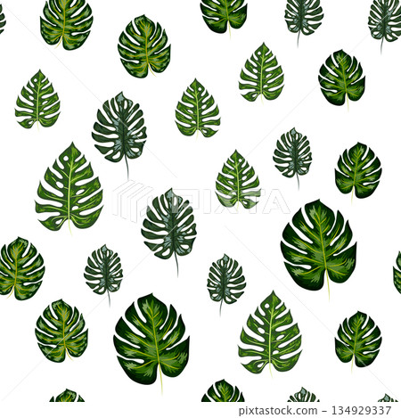 Monstera leaves vector tropical seamless pattern. Green botanical design with tropical monstera leaves 134929337
