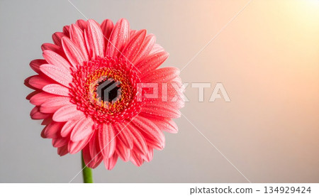 A gentle background with a single gerbera daisy 1 134929424