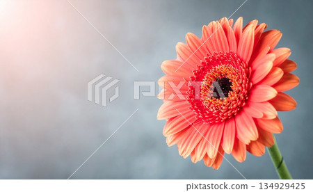 A gentle background with a single gerbera daisy 2 134929425