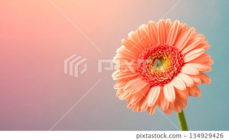 A gentle background with a single gerbera daisy 4 134929426