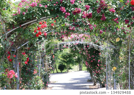 A beautiful walkway with a rose arch 134929488