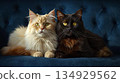 White and black cats sitting on the sofa 134929562