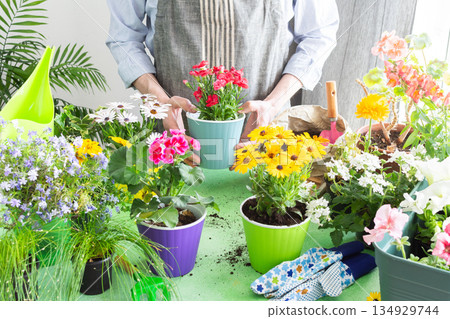 Vibrant spring balcony with a gardener planting carnation in pots, green foliage all around, soft sunlight illuminating the scene, reflecting home gardening, hobby care and nature enjoyment 134929744
