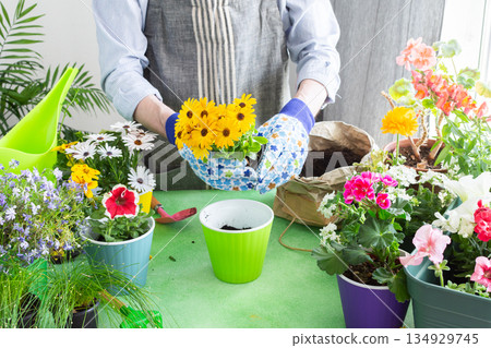 Spring terrace or balcony decorated with blooming flowers, Osteospermum being planted in pots by a man, framed by green foliage, highlighting hobby gardening and spring freshness 134929745