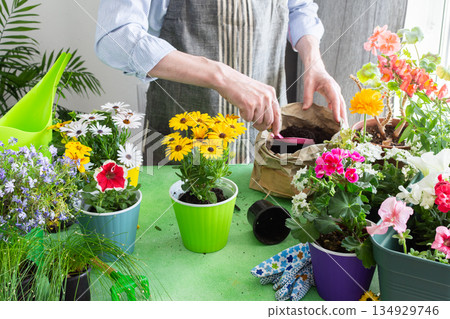 A gardener placing Osteospermum in pots with lush green background, perfect for home gardening and hobby lifestyle, spring terrace or balcony decorated with blooming flowers 134929746