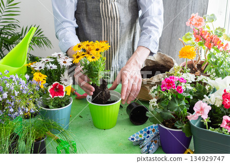 A gardener placing Osteospermum in pots with lush green background, perfect for home gardening and hobby lifestyle, spring terrace or balcony decorated with blooming flowers 134929747