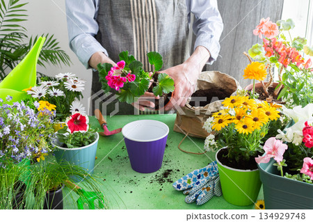 Vibrant scene with a man tending potted geranium, green foliage around, emphasizing hobby gardening, spring decor and outdoor enjoyment, spring terrace or balcony decorated with blooming flowers 134929748