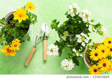 Colorful spring flowers in pots brighten a home balcony. Gardening tools are neatly arranged, ready for planting. This cheerful setup invites joy and beauty to the outdoor space Colorful spring flowers in pots brighten a home balcony. Gardening tools are neatly arranged, ready for planting. This cheerful setup invites joy and beauty to the outdoor space 134929804