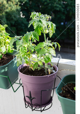 Tomato plants are growing in pots on a city balcony. The plants have green leaves. The background shows trees and other greenery 134930083