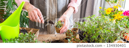 A man carefully pricks out young tomato seedlings and places them into eco-friendly pots, surrounded by lush plants and gardening tools in a bright indoor space 134930401