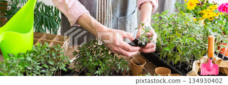 A man carefully pricks out young tomato seedlings and places them into eco-friendly pots, surrounded by lush plants and gardening tools in a bright indoor space, preparing for spring planting A man carefully pricks out young tomato seedlings and places them into eco-friendly pots, surrounded by lush plants and gardening tools in a bright indoor space, preparing for spring planting 134930402