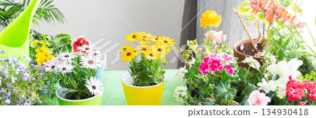 Spring decoration of a home balcony or terrace with blooming geraniums and petunias, ivy trailing, reflecting biophilic design and home gardening leisure, banner 134930418