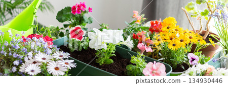 Spring decoration of a home balcony or terrace setup with geraniums, petunias, ivy, styled to highlight outdoor decor, nature and hobby gardening, banner Spring decoration of a home balcony or terrace setup with geraniums, petunias, ivy, styled to highlight outdoor decor, nature and hobby gardening, banner 134930446