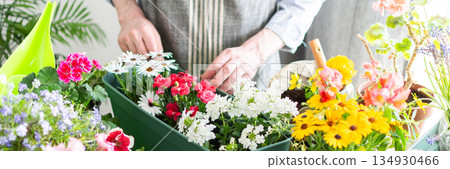 Cozy terrace with a man tending potted spring flowers, vibrant flowers contrasting with green foliage, bathed in soft sunlight, showcasing hobby gardening and springtime freshness 134930466