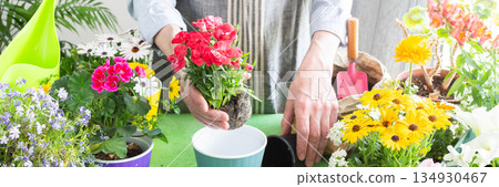 Spring balcony scene with a gardener arranging colorful carnation in pots, set against a green leafy backdrop, emphasizing home gardening, care and a joyful hobby atmosphere, banner Spring balcony scene with a gardener arranging colorful carnation in pots, set against a green leafy backdrop, emphasizing home gardening, care and a joyful hobby atmosphere, banner 134930467