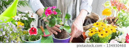 Vibrant scene with a man tending potted geranium, green foliage around, emphasizing hobby gardening, spring decor and outdoor enjoyment, spring terrace or balcony decorated with blooming flowers Vibrant scene with a man tending potted geranium, green foliage around, emphasizing hobby gardening, spring decor and outdoor enjoyment, spring terrace or balcony decorated with blooming flowers 134930468