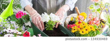 Spring decoration of a home balcony or terrace with flowers, man planting flowers Petunia in pots, flowers on a green background, home gardening and hobbies, banner Spring decoration of a home balcony or terrace with flowers, man planting flowers Petunia in pots, flowers on a green background, home gardening and hobbies, banner 134930469