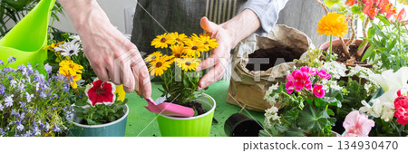 Home balcony spring setup with man planting flowers, colorful Osteospermum in pots, surrounded by greenery, evoking leisure and nature care, banner 134930470