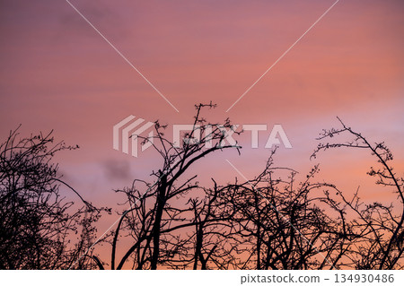 Winter background. Tree branches against pink winter sky at sunset. 134930486