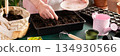 A man sows tomato seeds into a seed tray at home, surrounded by gardening tools and seed packets. He is engaged in spring garden preparation, nurturing plants from seed stage, banner 134930566