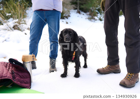 Winter Outdoor Walk With Dog, Friends, And Hiking Gear On Snowy Trail 134930926