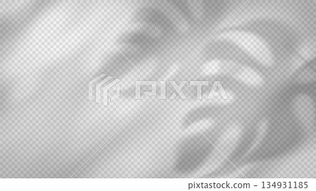 Realistic tropical foliage silhouette with soft sunlight overlay on white, ideal for summer poster layouts, nature-inspired banners, and transparent design templates Realistic tropical foliage silhouette with soft sunlight overlay on white, ideal for summer poster layouts, nature-inspired banners, and transparent design templates 134931185