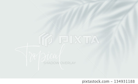 Tropical palm shadow overlay on white background with soft sunlight effect. Realistic leaf silhouette creates natural summer shade for design projects and posters 134931188
