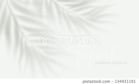 Tropical palm shadow overlay on white background with soft sunlight effect, perfect for summer design projects and realistic mockup presentations with natural foliage silhouettes Tropical palm shadow overlay on white background with soft sunlight effect, perfect for summer design projects and realistic mockup presentations with natural foliage silhouettes 134931191