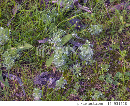 Artemisia taurica, Crimean wormwood or Seriphidium fragrans, is perennial plant endemic to Crimea and Caucasus, valued for its essential oil with powerful antiseptic and antifungal properties. 134931328