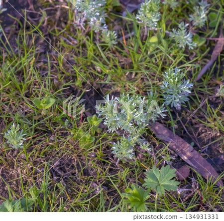 Artemisia taurica, Crimean wormwood or a Seriphidium fragrans, is perennial plant endemic to Crimea and Caucasus, valued for its essential oil with powerful antiseptic and antifungal properties. 134931331
