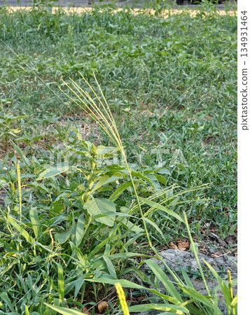 Digitaria sanguinalis is known by several common names, including a hairy crabgrass, crab finger grass Digitaria sanguinalis is known by several common names, including a hairy crabgrass, crab finger grass 134931464