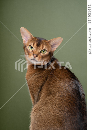 fawn abyssinian cat portrait on green background 134931481