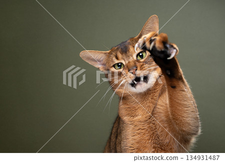 playful cat raising paw with extended claws looking aggressively 134931487
