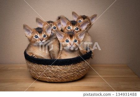 group of 5 abyssinian kittens inside of basket 134931488