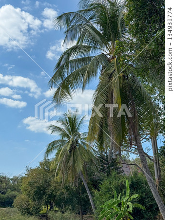 Tropical Palm Trees Under Blue Sky 134931774