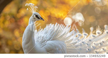 white peacock in daylight sunny day 134932249