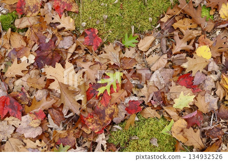 Autumn leaves and moss on forest floor (Canada) Autumn leaves and moss on forest floor (Canada) 134932526