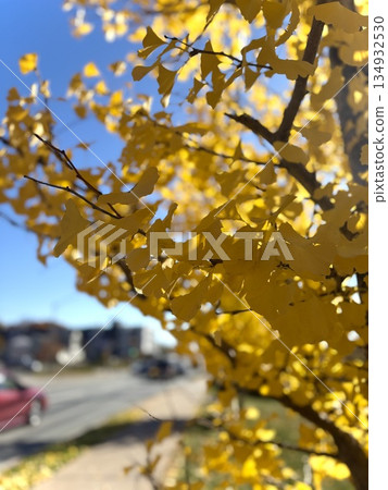 Ginkgo trees line a street in autumn (Canada) 134932530