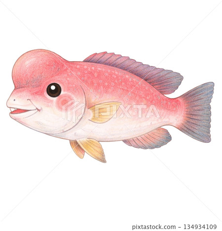 [Sea creatures] Colored pencil illustration of a grouper 134934109