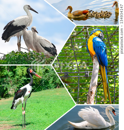 Beautiful Birds of the World Collection.Avian Life in Natural and Captive Habitats 134934147