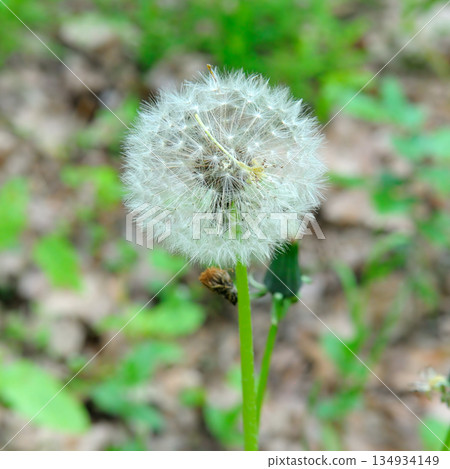 Delicate White Dandelion Seed Head in a Summer Forest 134934149