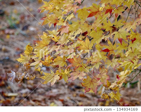 Fallen leaves of colored maple leaves Fallen leaves of colored maple leaves 134934169