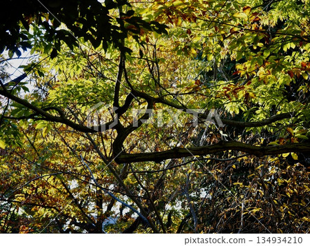 Autumn trees beginning to change color Autumn trees beginning to change color 134934210
