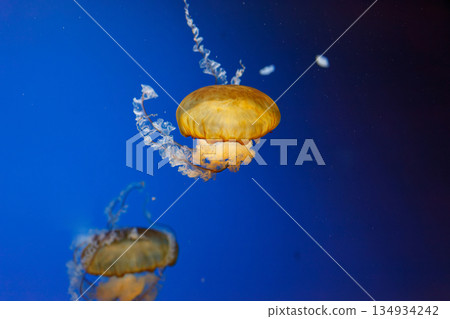 underwater photos of jellyfish chrysaora fuscescens jellyfish pacific sea nettle 134934242