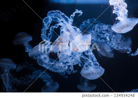 underwater photos of jellyfish chrysaora plocamia south america sea nettle 134934248