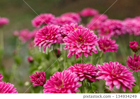 Beautiful chrysanthemum bushes yellow, red, white, pink, red colors 134934249