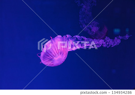 underwater shooting of beautiful Chrysaora hysoscella 134934286