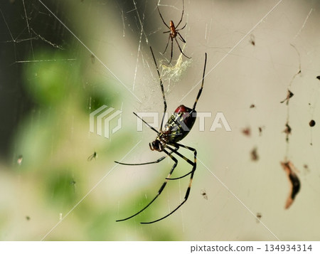 Jorou gum captured prey Jorou gum captured prey 134934314